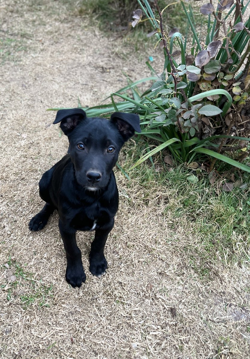 carolinapinoc's tweet photo. Chicos les pido ayuda para encontrar familias para estos cachorros d 3 meses, hace mucho frío en lugar donde están, necesitan un lugar mejor y una familia q los ame, serán medianos a grandes, vacunados, quedan 7! 2 hembras y 5 machos, Stgo Whatsaap +56987685580 RT xfa https://t.co/DkPg7WSaRJ