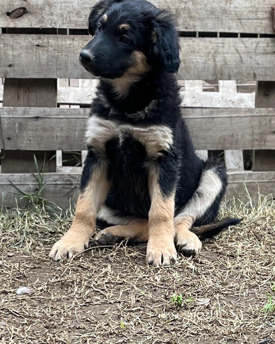 carolinapinoc's tweet photo. Chicos les pido ayuda para encontrar familias para estos cachorros d 3 meses, hace mucho frío en lugar donde están, necesitan un lugar mejor y una familia q los ame, serán medianos a grandes, vacunados, quedan 7! 2 hembras y 5 machos, Stgo Whatsaap +56987685580 RT xfa https://t.co/DkPg7WSaRJ