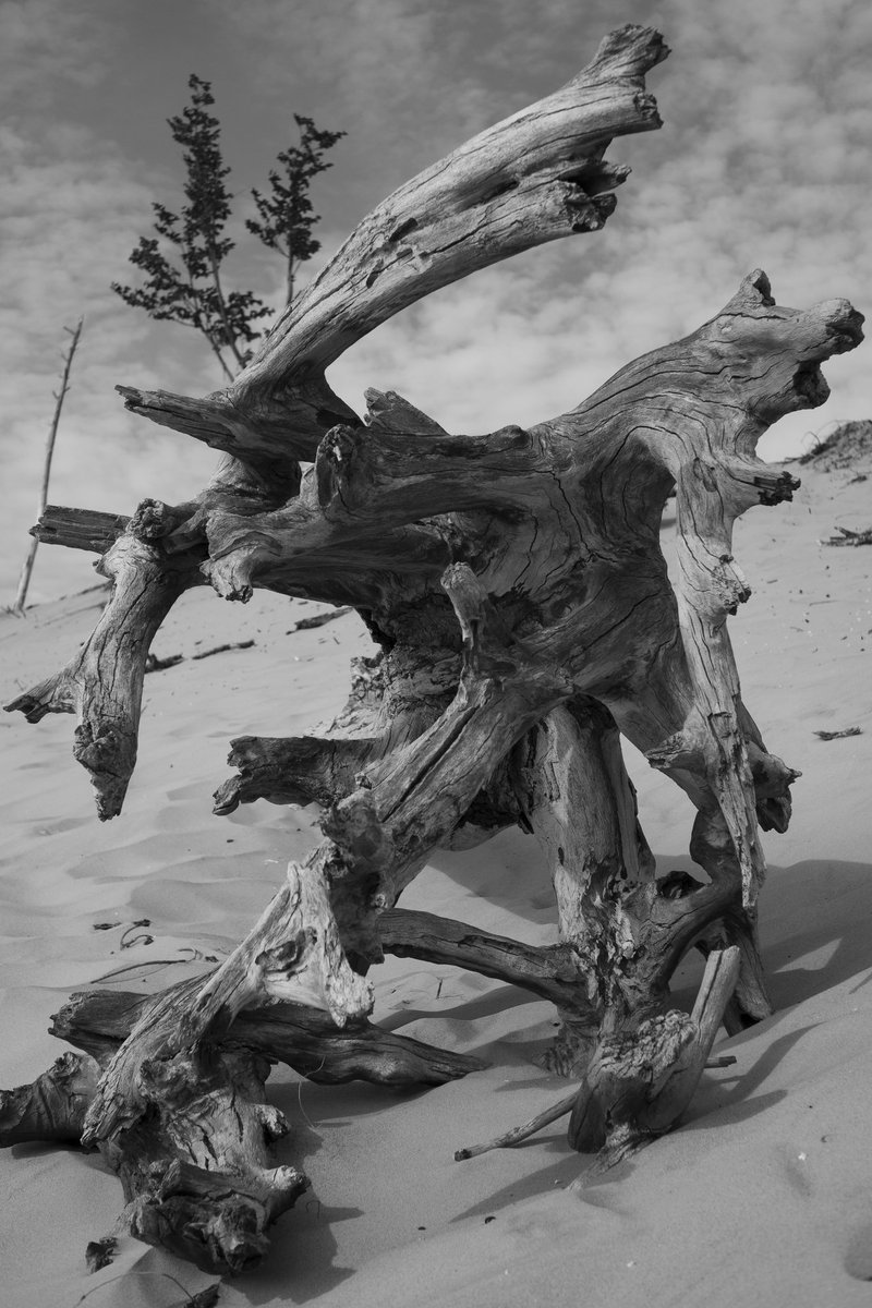 CuddleSubtle's tweet image. Going up the dunes, almost dying, landed on my knees, took the shot #photography