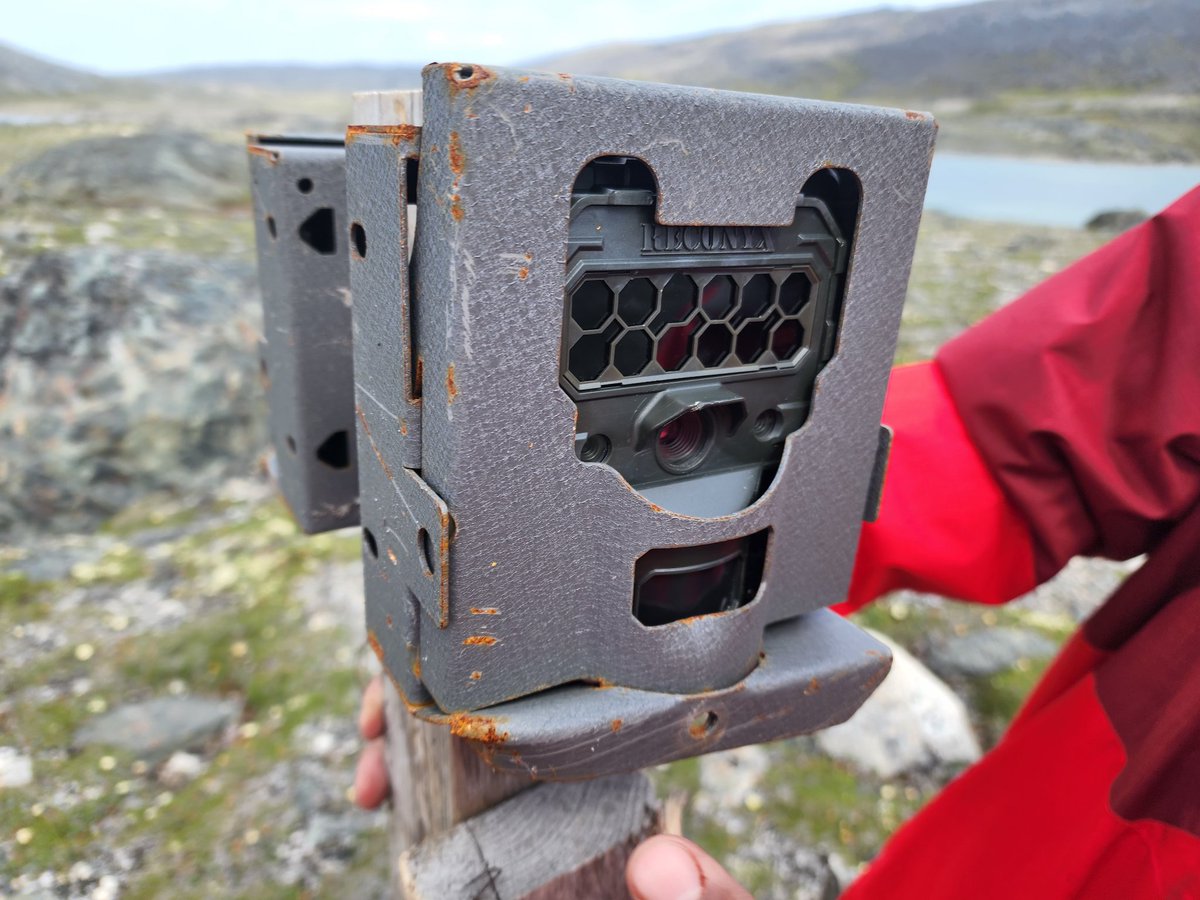 arqvilliit's tweet photo. Our team just came back from our first trip.
Our hair traps were destroyed, and cameras installed on posts were torn down and metal casings bent.
Powerful bears. https://t.co/c7X2rw3D4a