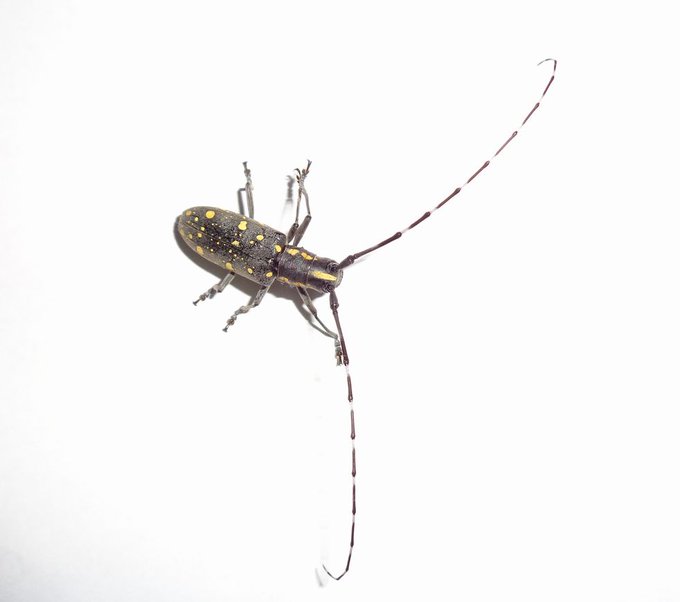 カミキリムシのtwitterイラスト検索結果