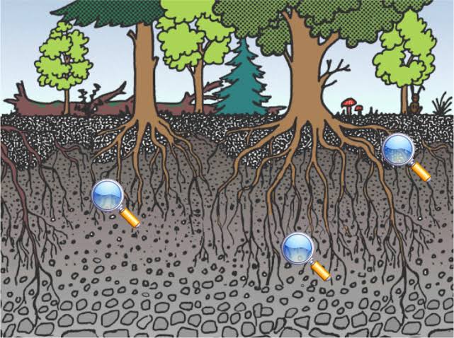 Ishanam2's tweet photo. THE SOIL - BORNE LEGACY Plants greatly rely on their root microbiome for uptake of nutrients and protection against stresses. Recent studies have uncovered the involvement of plant stress responses in the assembly of plant-beneficial microbiomes #SaveSoil @cpsavesoil @SadhguruJV https://t.co/taBfplttWq