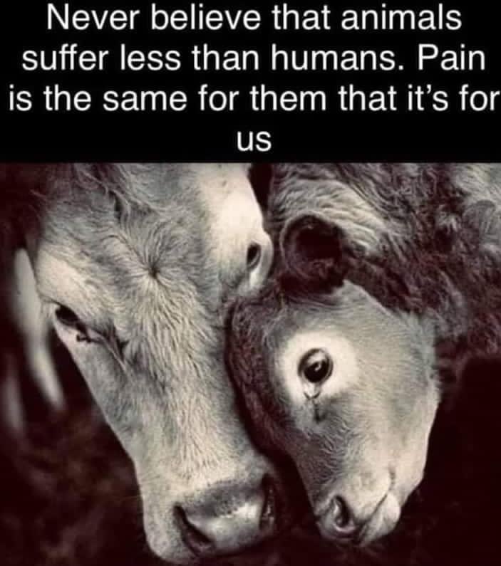 Please ! Think about the Victims ! Think about them and Please GoVegan ! 🟰😰