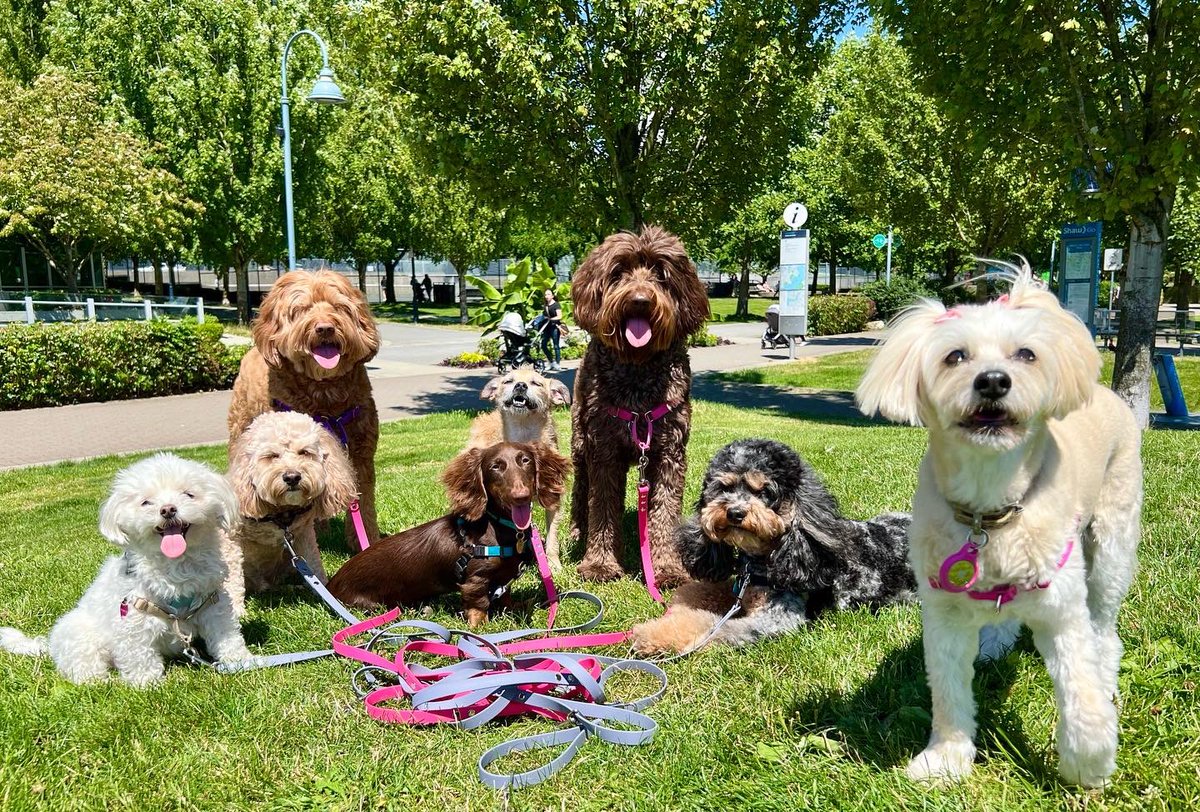 YTPuppyLove's tweet photo. Hangin with the crew 🐾 @iyaletown #dogsofyaletown @YTPuppyLove #buddywalk #Vancouver #wags https://t.co/9Zu0XGznoC