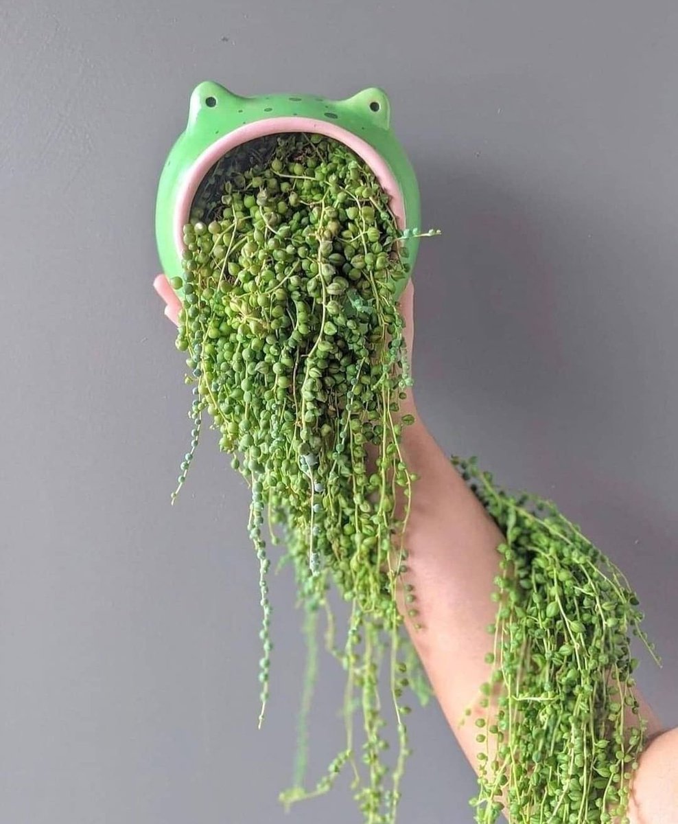 Frog barf!

Credit: IG @ be.leafing #plants #houseplants #planttwitter