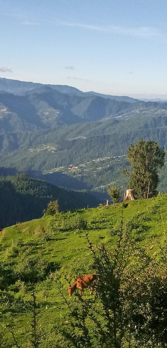 Rajinde15863622's tweet photo. Beauty of #HimachalPradesh
#प्रक्रति
#Shimla #rohru #khadrala #Photography https://t.co/y0jjcCwlWh