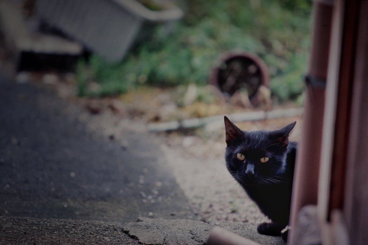 おてんば🐈

#film
#positivefilm
#photography
#ファインダー越しの私の世界