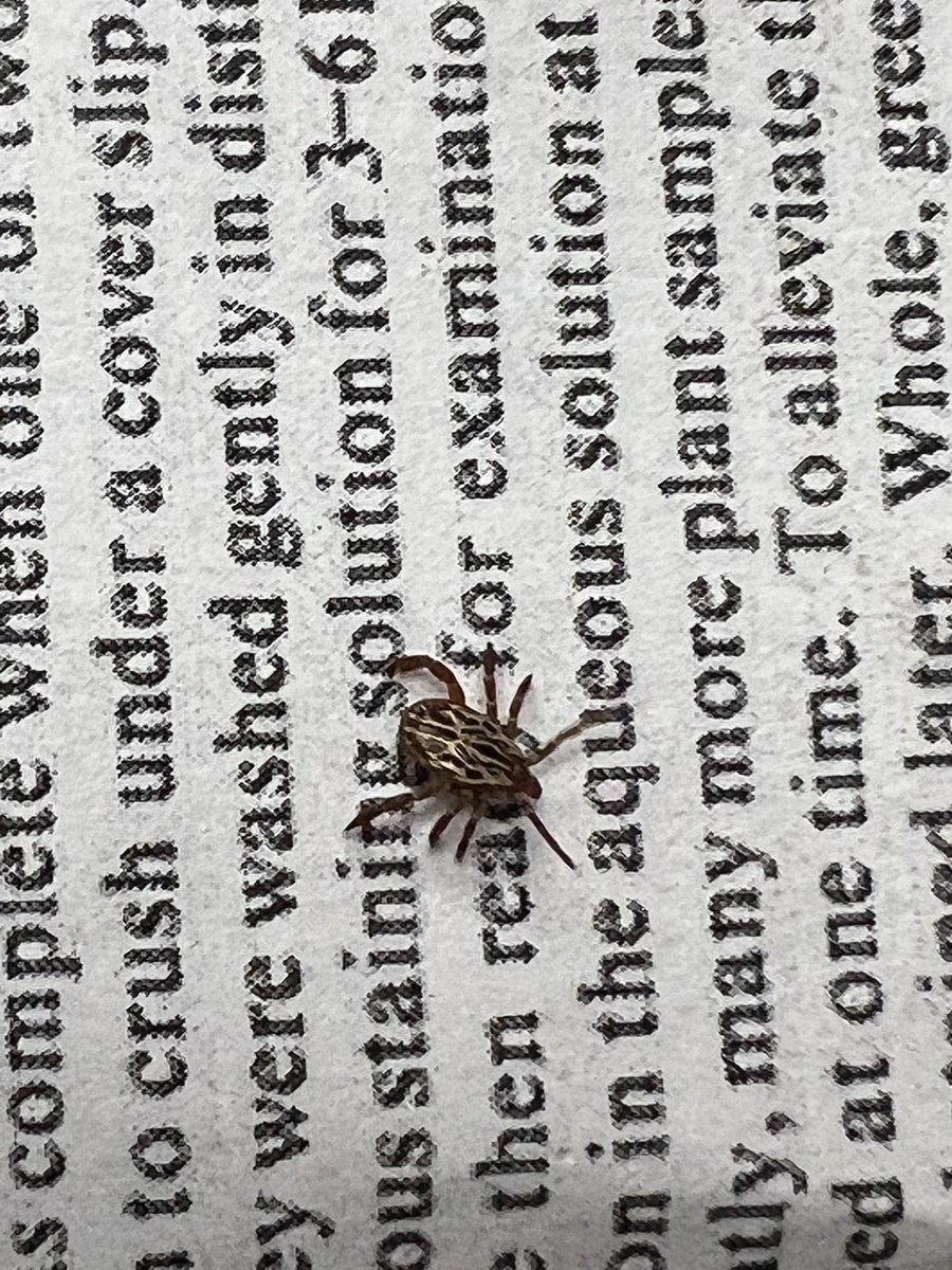 brode182's tweet photo. @UNLPlantClinic Here’s a better pic for ID purposes https://t.co/JtLzLRCOgj https://t.co/JRrXo2kLeq
