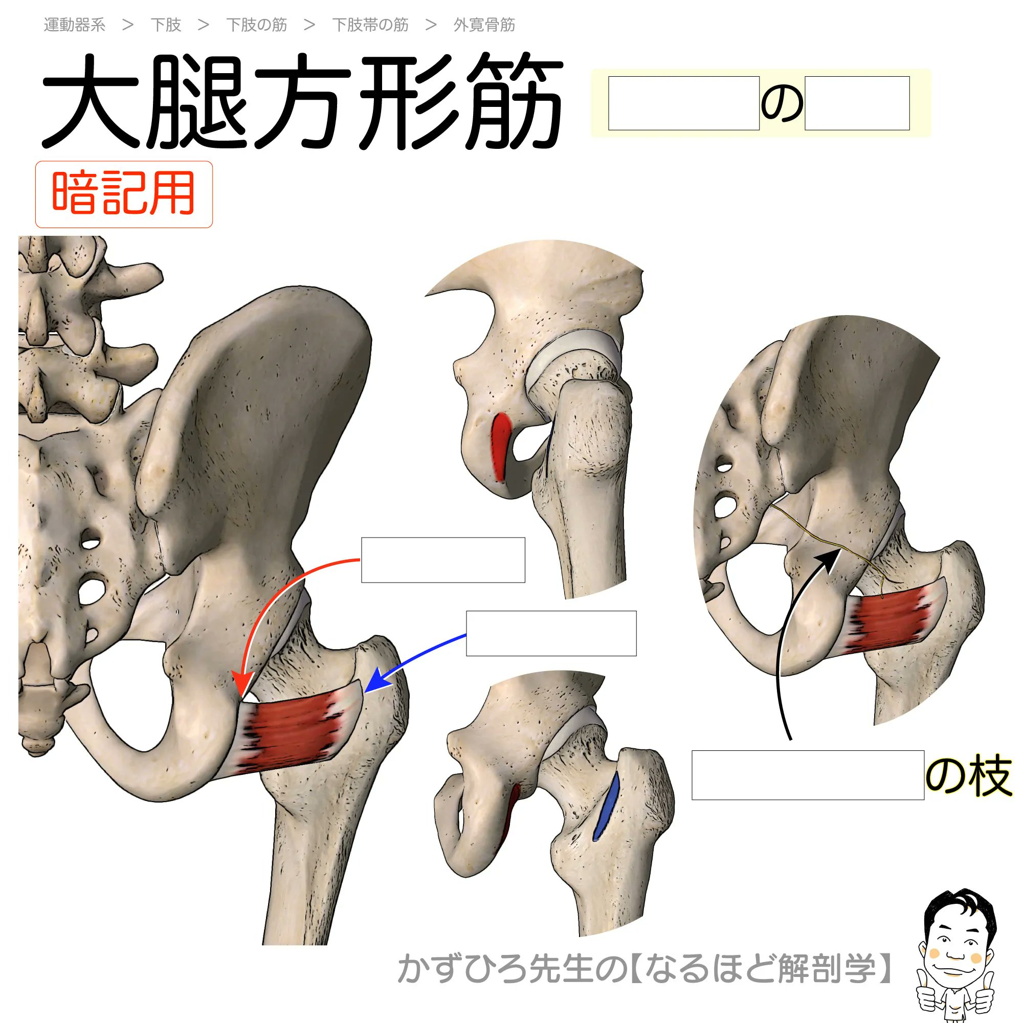 黒澤一弘（かずひろ）解剖学IT教育・指圧師・ラダック on X