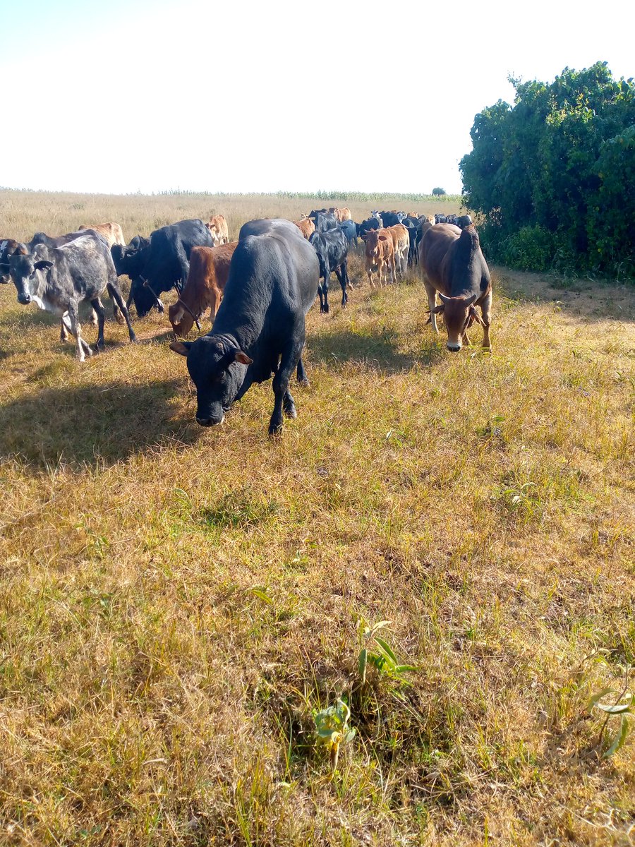 otimbau_salayo's tweet photo. Hakuna kitu kibaya kama kutokuwa na uwakika na kesho yako maisha ya hofu ni sawa na gereza la nje maisha https://t.co/NF28cCMjmO