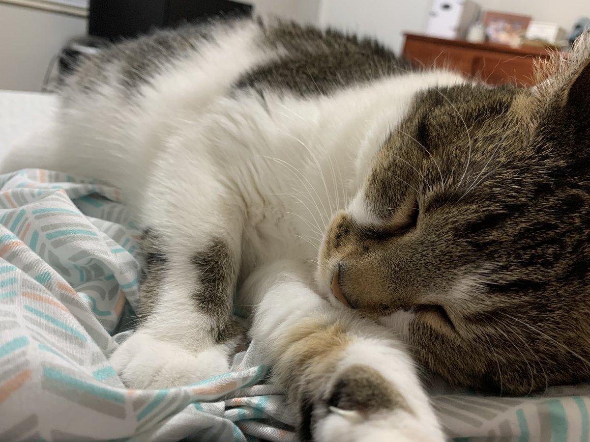 CodeIntrovert's tweet image. Ms. Pepper behaving as if deep down she actually likes me a little.