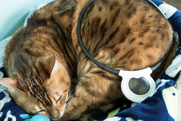 marillion13's tweet photo. Here´s the famous #AssisiLoop that´d helped angel #LilBub walk again after she´d been paralyzed as kitten: 
https://t.co/CFxugeHfqZ
Nobody knew that she´d get a cancerous tumor with metastases years later. https://t.co/rjb60rEw7k