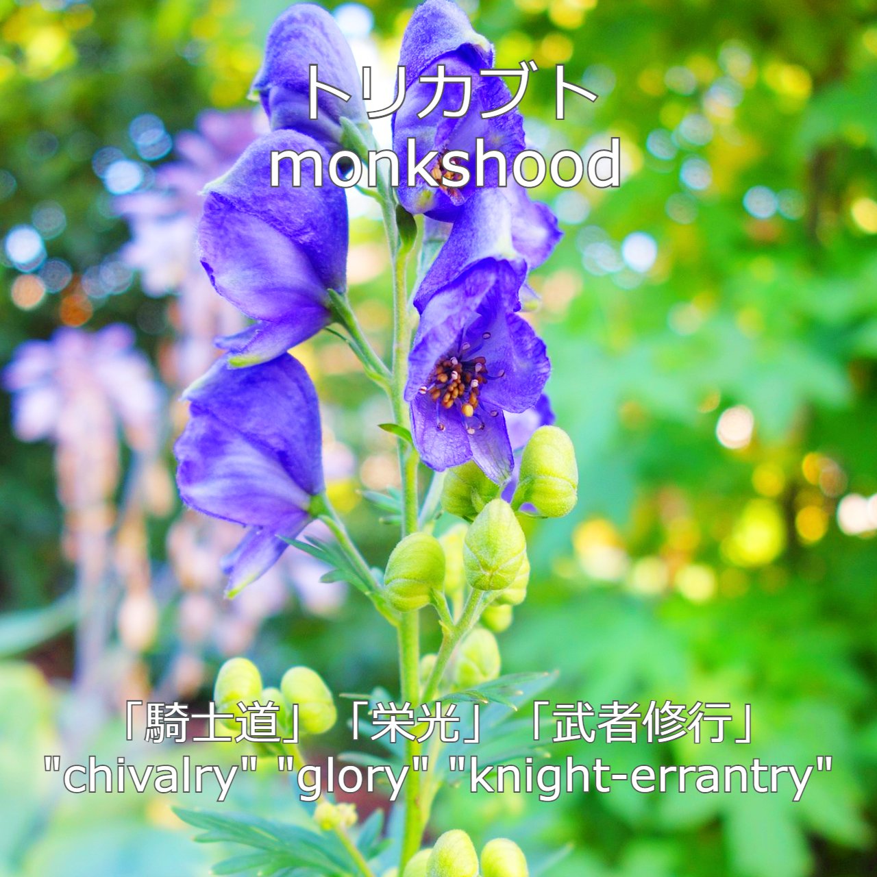 天使とらぞう Happy B D Today Twitter