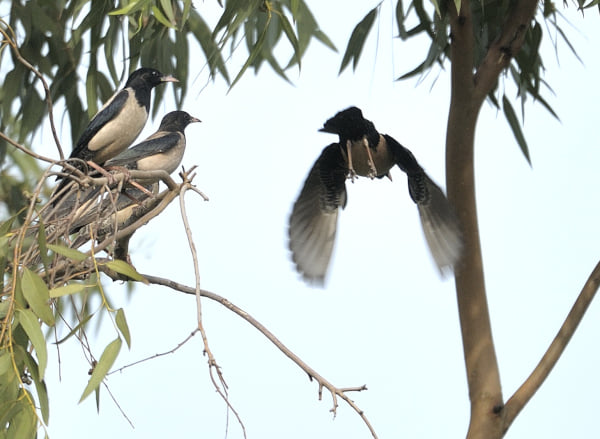 Birds of Delhi #RosyStarling  #nature #IndiAves #TwitterNatureCommunity #Birds