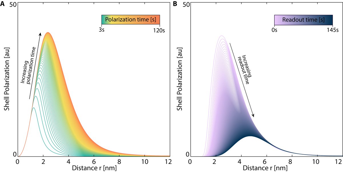 Rationale: Far away nuclear spins see lower influence of the electron and survive longer. 

Modeling of spatio-temporal polarization distribution reveals how electron influences the local nuclear environment. 

Application: Quantum Info, Optimizing #DNP (3/3)
