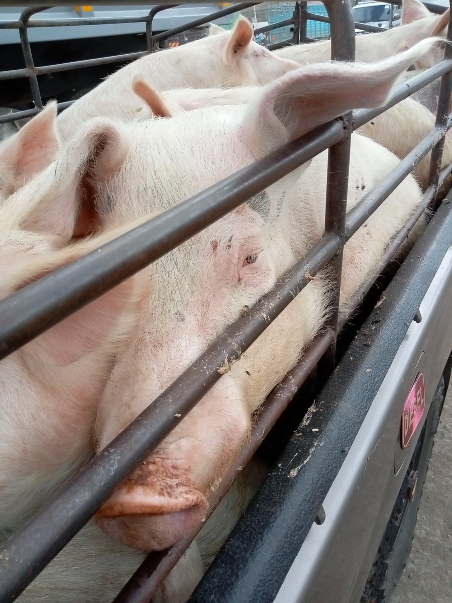 _Diplomaat's tweet photo. To my KOT family thank you soo much courtesy of your retweets managed to get a buyer.@AfyaCentreCrew and @Degrata254 thank you soo much.Pork on me Niko Ruiru sahii any tweep around anitafute. https://t.co/kRZONQd97Z