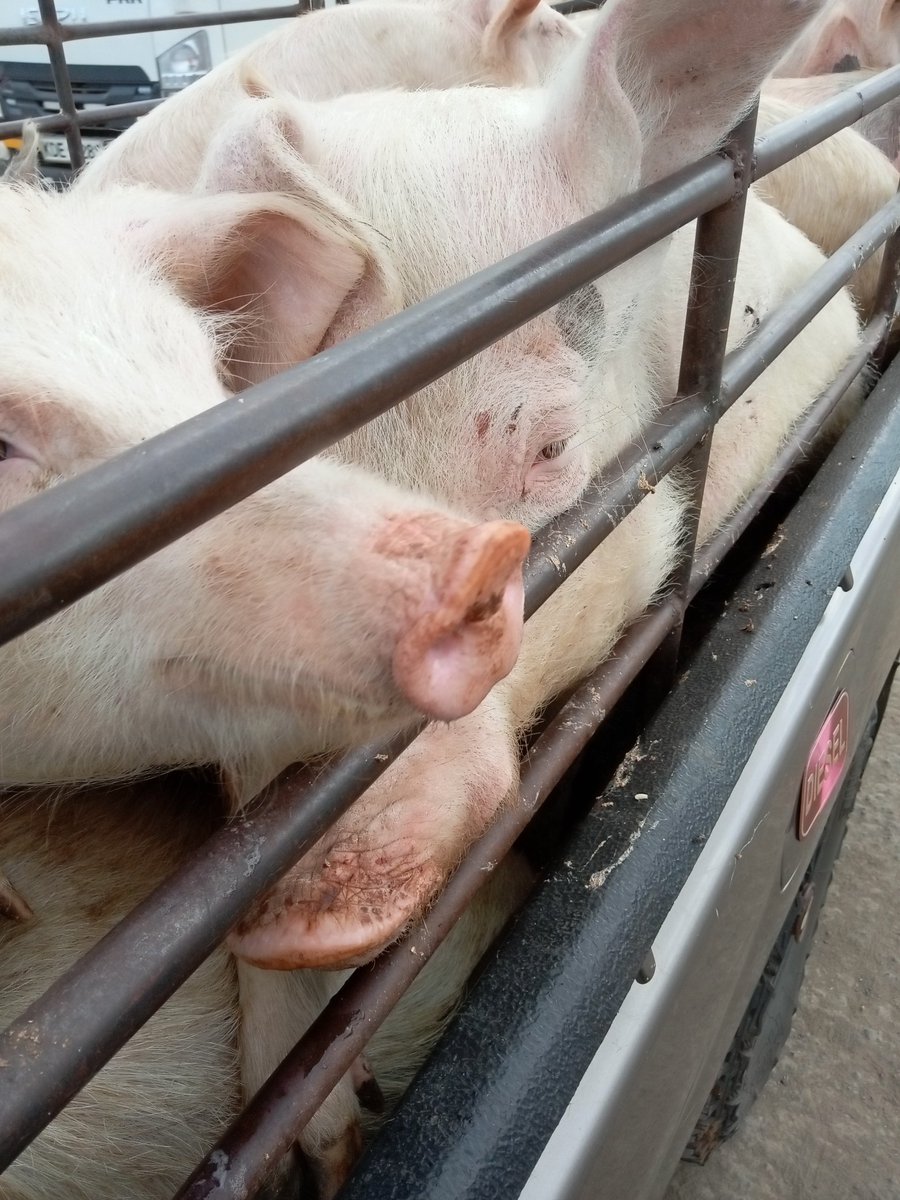 _Diplomaat's tweet photo. To my KOT family thank you soo much courtesy of your retweets managed to get a buyer.@AfyaCentreCrew and @Degrata254 thank you soo much.Pork on me Niko Ruiru sahii any tweep around anitafute. https://t.co/kRZONQd97Z