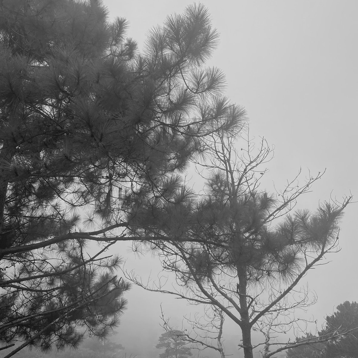 aezarchive's tweet image. folklore kinda day🌿