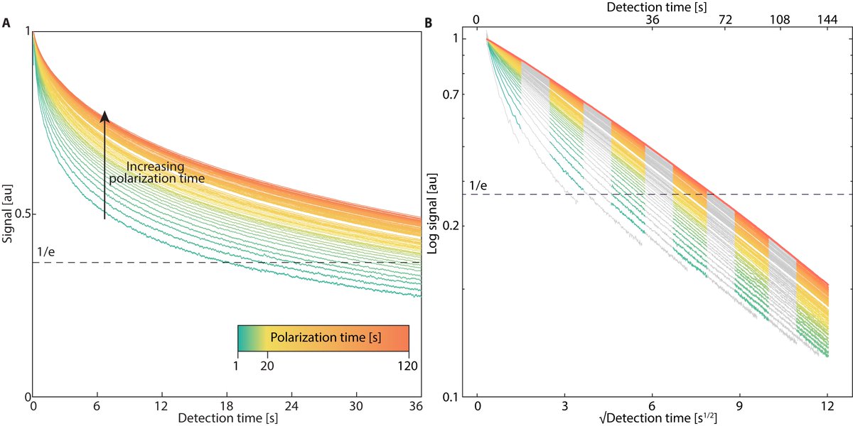 These experiments are based on a surprising observation: nuclear T1rho relaxation times apparently depend on the extent of hyperpolarization injected into them! #DNP 

Each trace here has >1M points and v. high SNR - key to measuring these differences. (2/3)