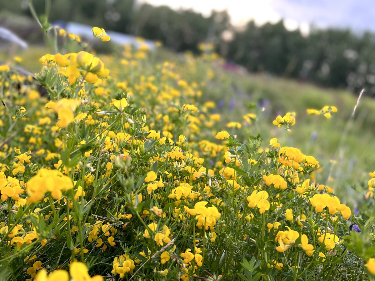 I spy a bumble bee and a dog 🥰 beautiful colours on a beautiful walk