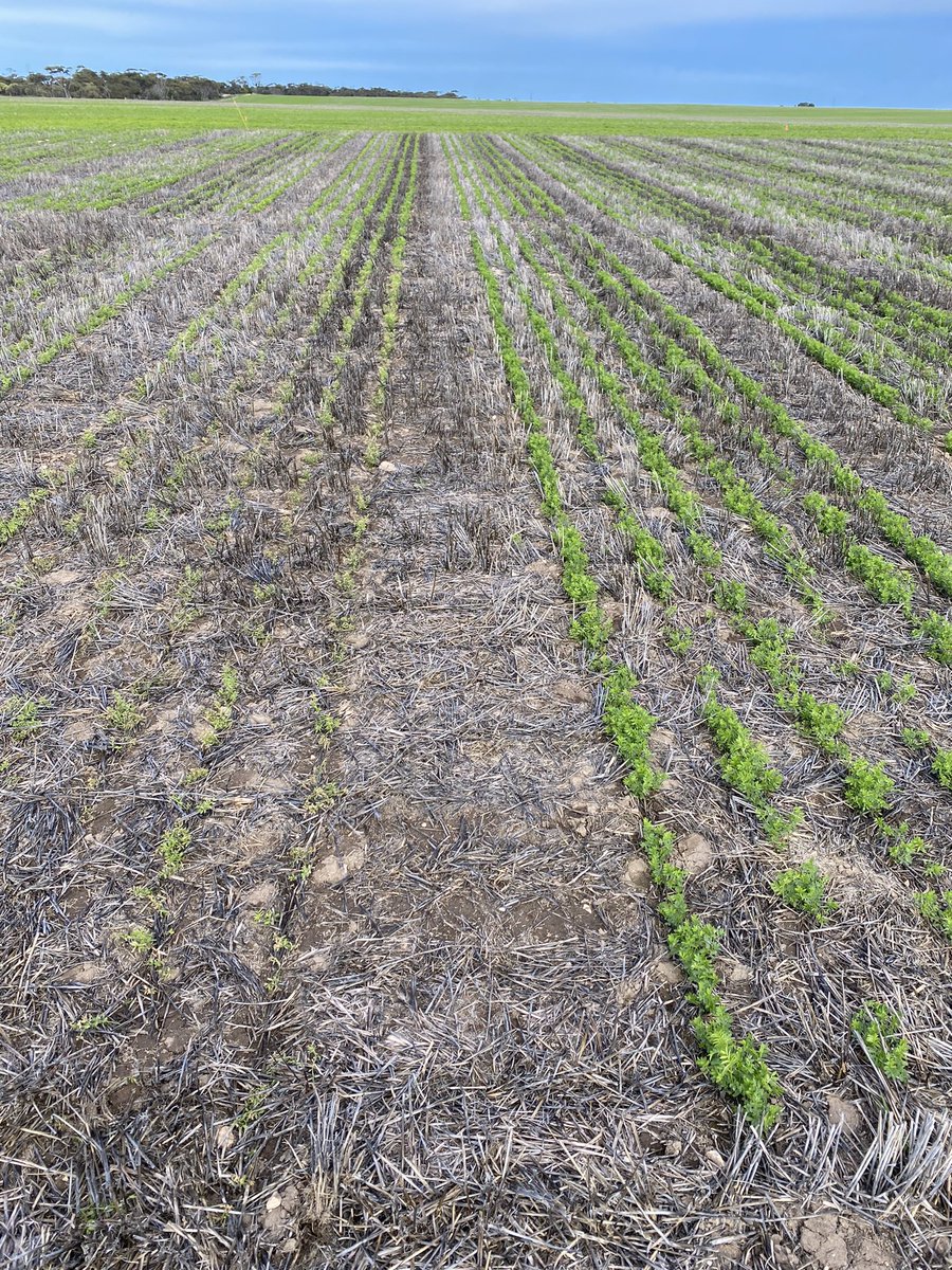 2022 Trial program in full swing. Calcareous sand providing more questions than answers as per usual. Lentil Variety x New Herbicide Tolerance could be the pick of them.. keep an eye out for field day dates.
