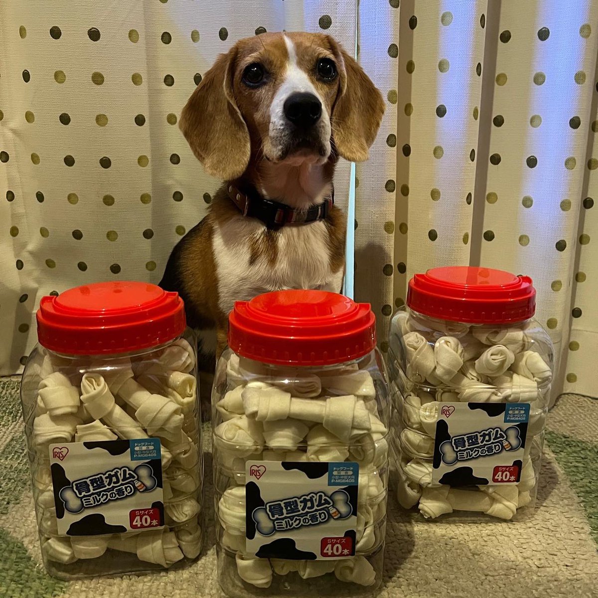 yay!! Amazon Prime Day!! 🎊🐶💝
#beagle #ビーグル #amazon #アマゾン #AmazonPrimeDay #アイリスオーヤマ #犬ガム