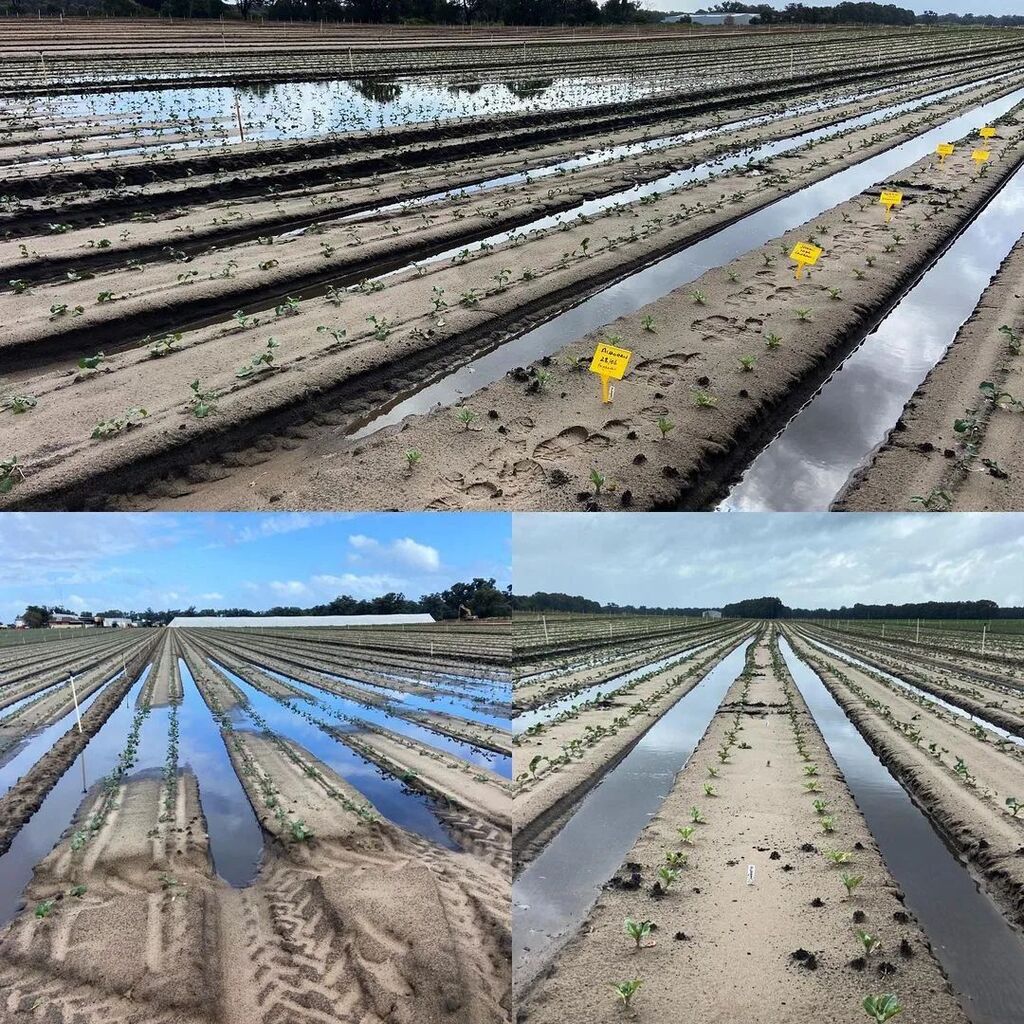 Fairbanks_Fresh's tweet photo. Over in the west.... in a short 5 mins we are under water, luckily planted on the high point and just made a moat around my trials #wafarmers #fairbanksseeds #gascoynegrowersmarket #wafarmersmarkets #walocal
📷 @fresh_growing_wa https://t.co/aTQ5ueOhvi https://t.co/oxNue3b8JV