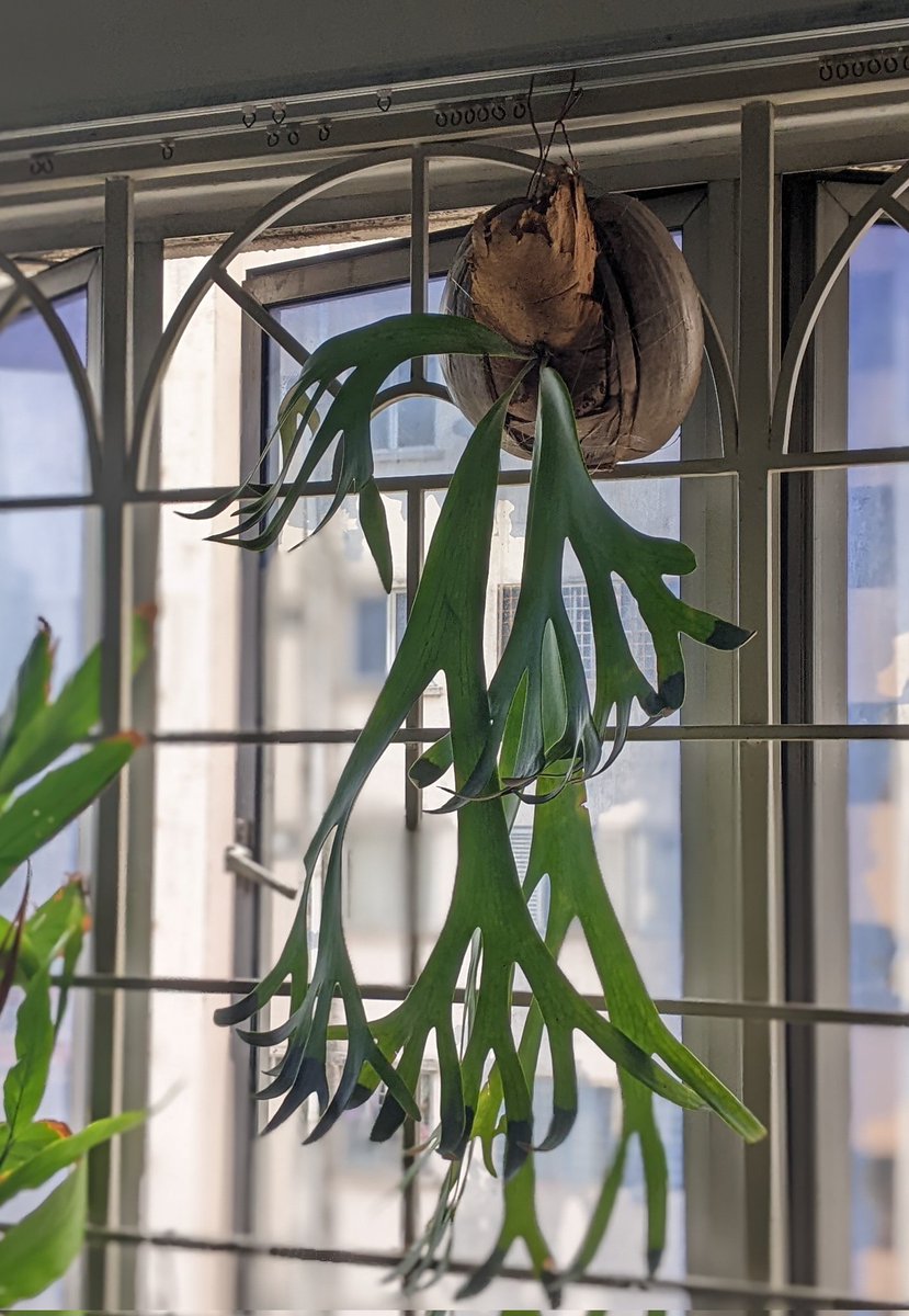 GM! 
New pet arrived. What are curtail rails for eh?  Took me a few hours to mount it on coconut husk and plastic webbing  as backing ( cut to size, invisible from front ). #platyceriumwillinckii