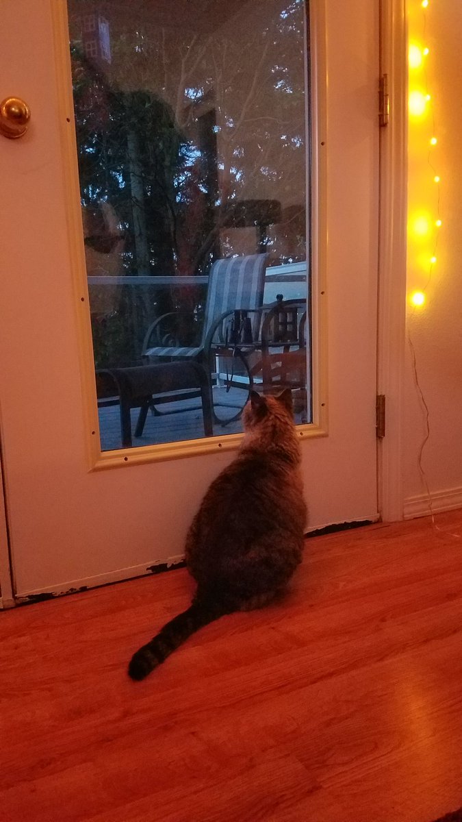juice_poodle's tweet photo. It's big and scary out there! I don't even want to brave the hoot owls tonight!🙀 #CatsOfTwitter #nohootowls https://t.co/ILBxrHLcFH