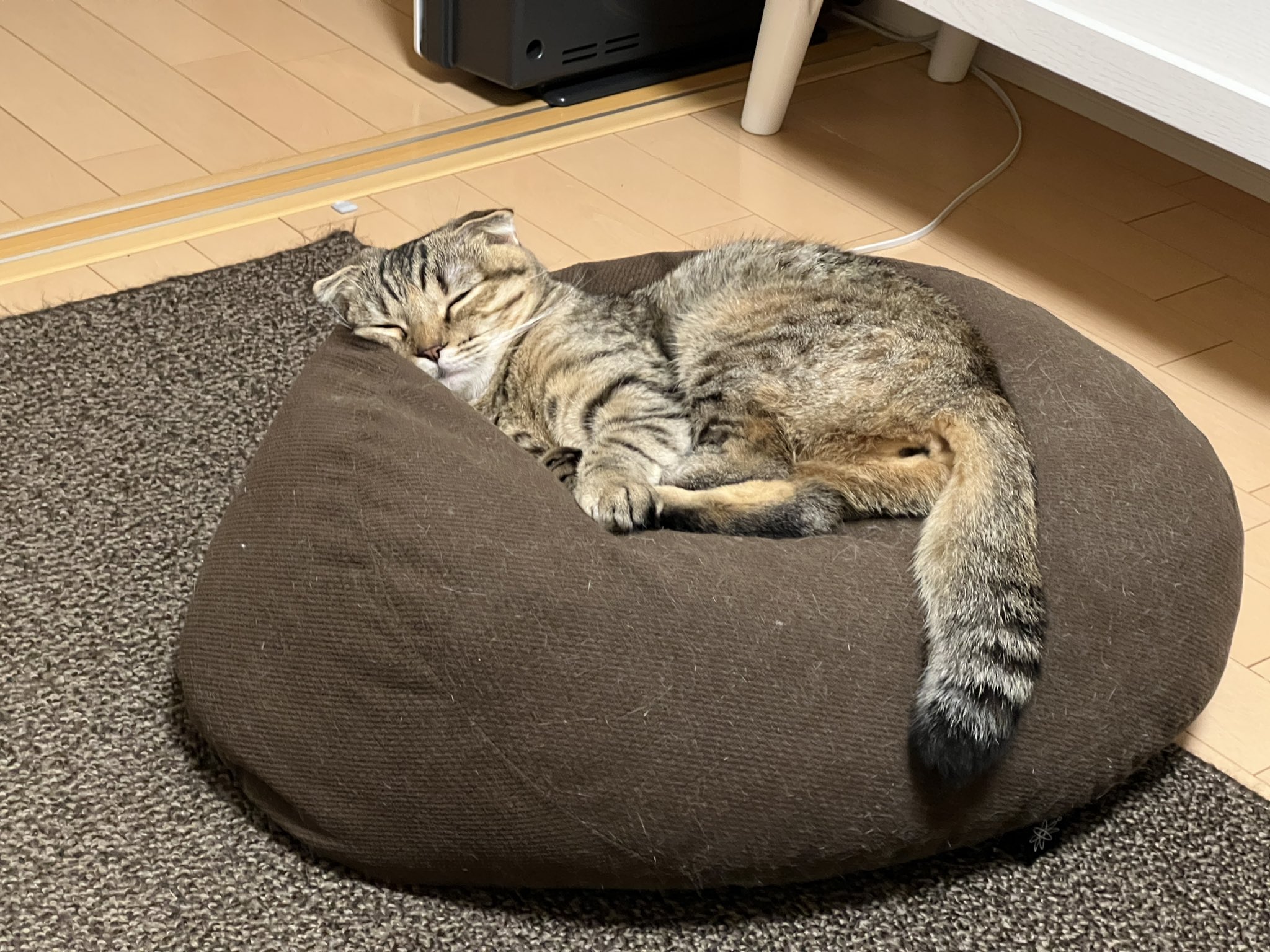 まつたけ (matsutake_cat) / Twitter