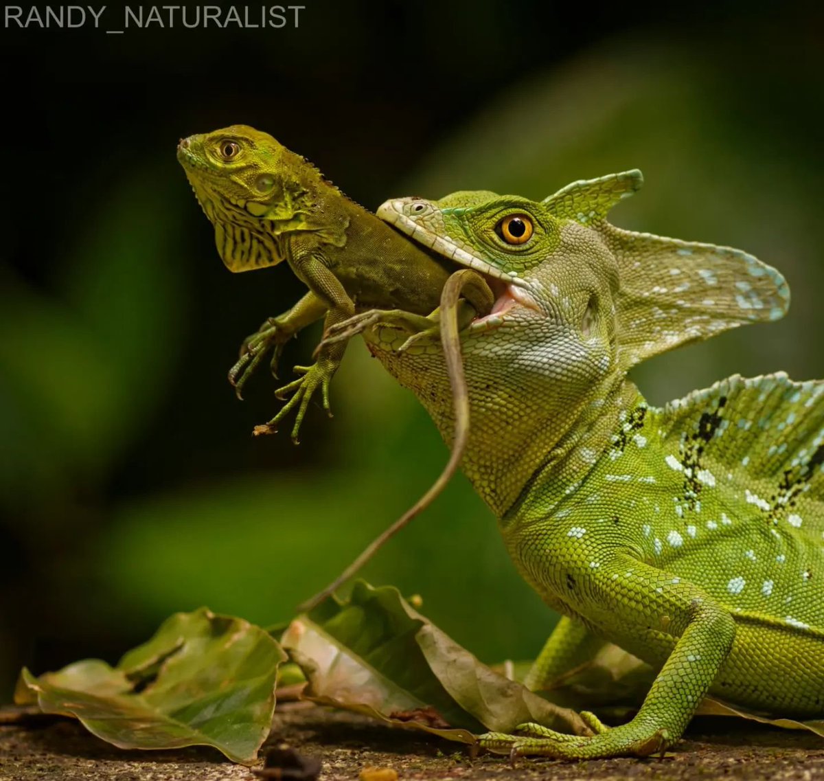 Titanlizard_Art's tweet photo. Photo by Randy Alvarado.

Though often there's focus only on their water running behaviour, it's not uncommon from basilisk lizards to hunt smaller lizards as predators, especially young green iguanas. An episode of Wildlife on One featured this rarely witnessed moment. https://t.co/bQZyGT2wpi