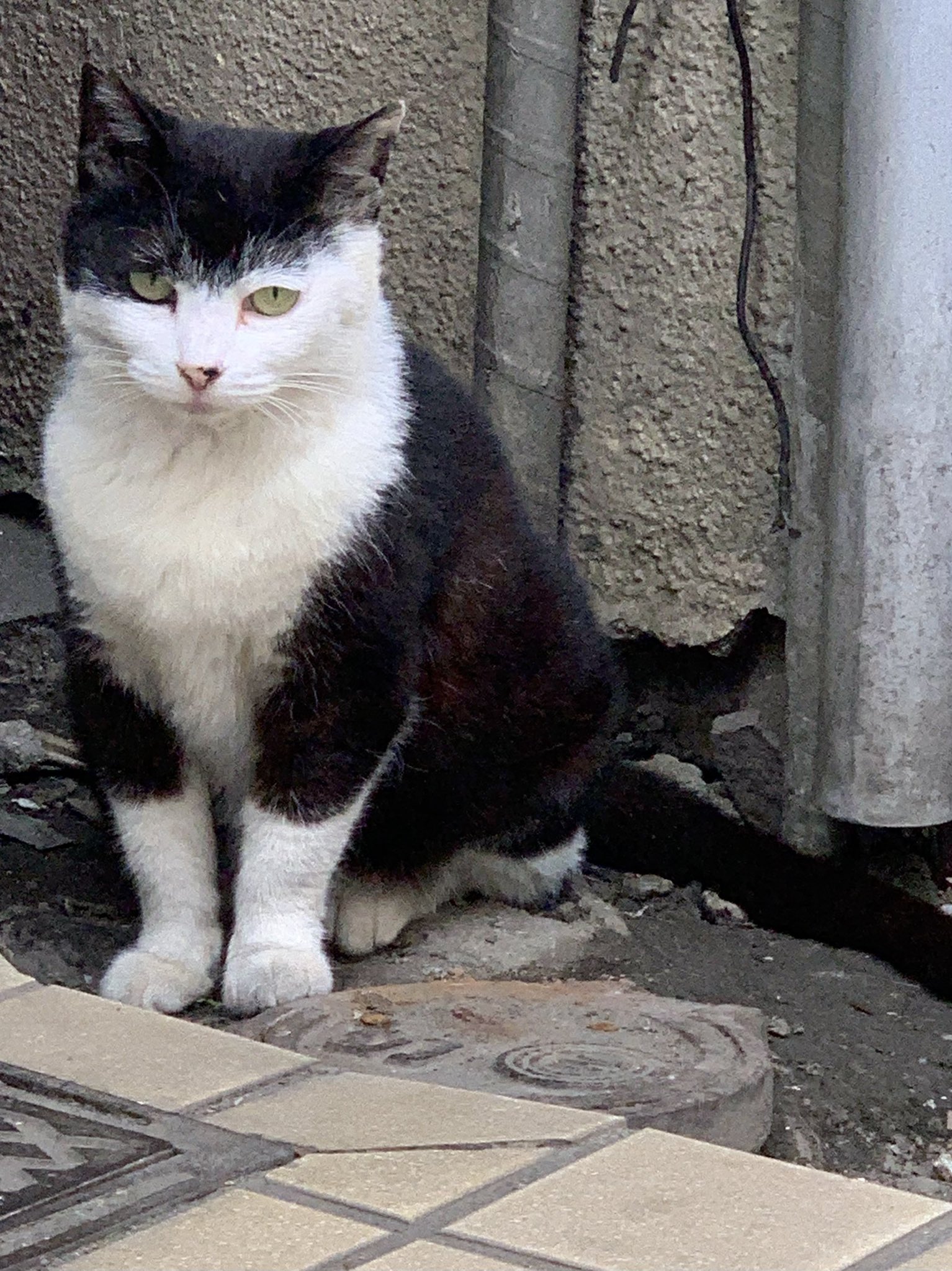 けんたーなー 路地裏でお座りしてた 猫 ネコ 野良猫 T Co Yde1yhm1hr Twitter