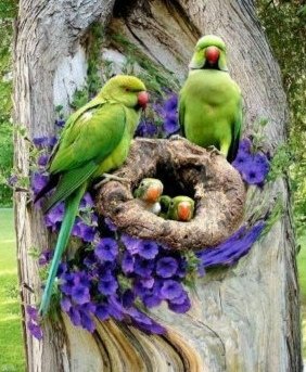 Good morning everyone, I wish you a pleasant Friday of happiness, my dear friends from all over the world ☕💐🦜💚💜🤗