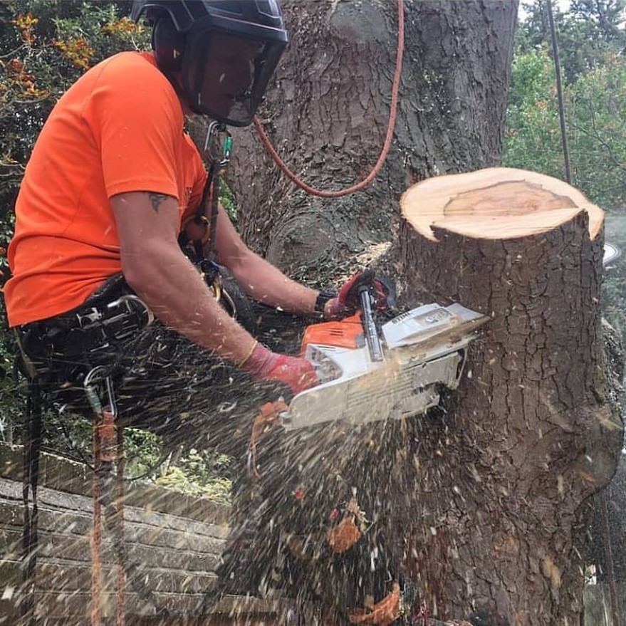 Follow her/his instagram for more post
#logger #logging #treecutting #arboristVia @goldfinchclimbing services