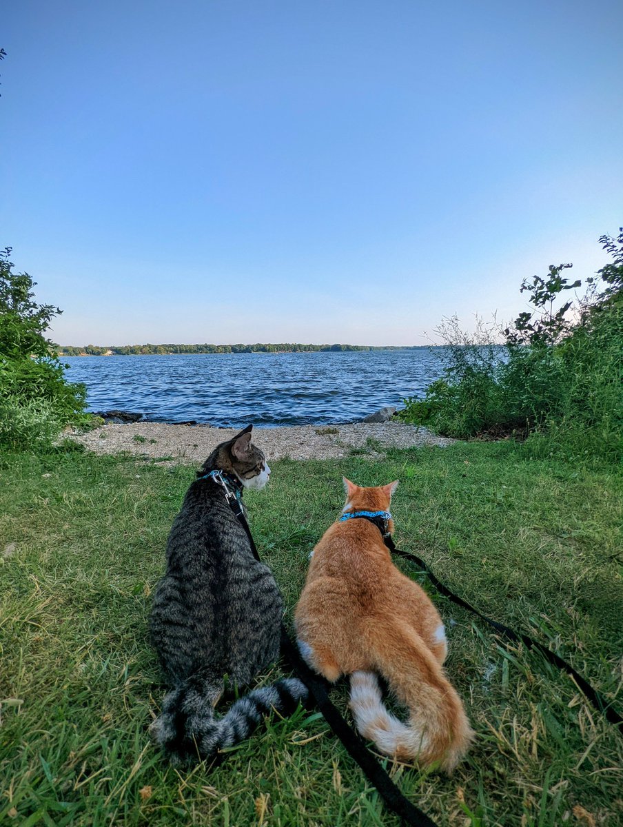 sm_raiyyan's tweet photo. Loved their first visit to the lake 😸✨

#Springfield #lakespringfield #lake @madebygoogle #Pixel6Pro #P6P #teampixel #googlepixel #CatsOfTwitter #cat https://t.co/EMiw0Tc0bC