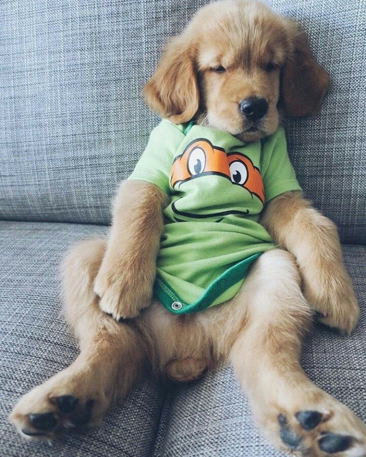 DogsInOnesies's tweet photo. https://t.co/umlUwOaCUh