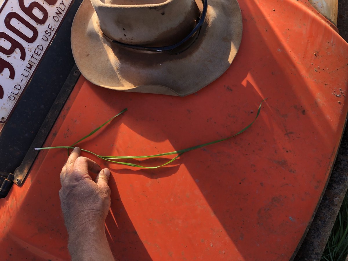 Tetila rye 55 days old second grazing after a Chic/ Lucerne mix and missed nitrogen cause my injection pump pooped itself last grazing, doubt it needed it. First crop of rye planted with a Great Plains 👌