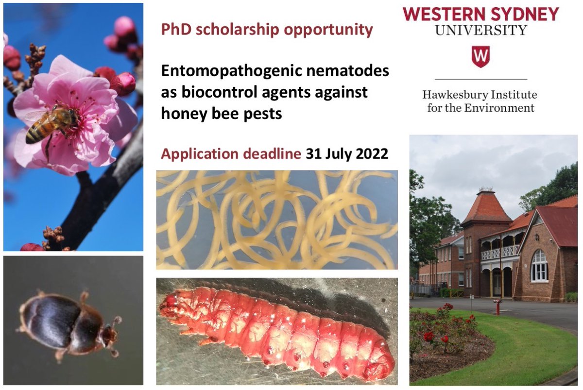 riegler_markus's tweet photo. pls RT - PhD scholarship to work on entomopathogenic nematodes as biocontrol agents against honey bee pests, for keen insect pathologist/entomologist to join our vibrant team investigating insect-microbe interactions. For details &amp; how to apply pls see https://t.co/MtS7CyU7dD https://t.co/C6rd3rhc0F
