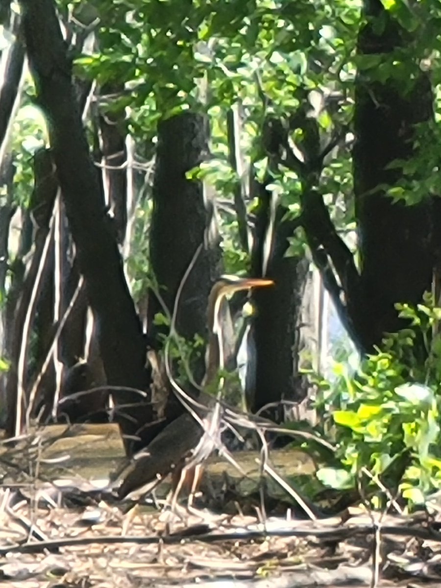 Yo why he neck so long?