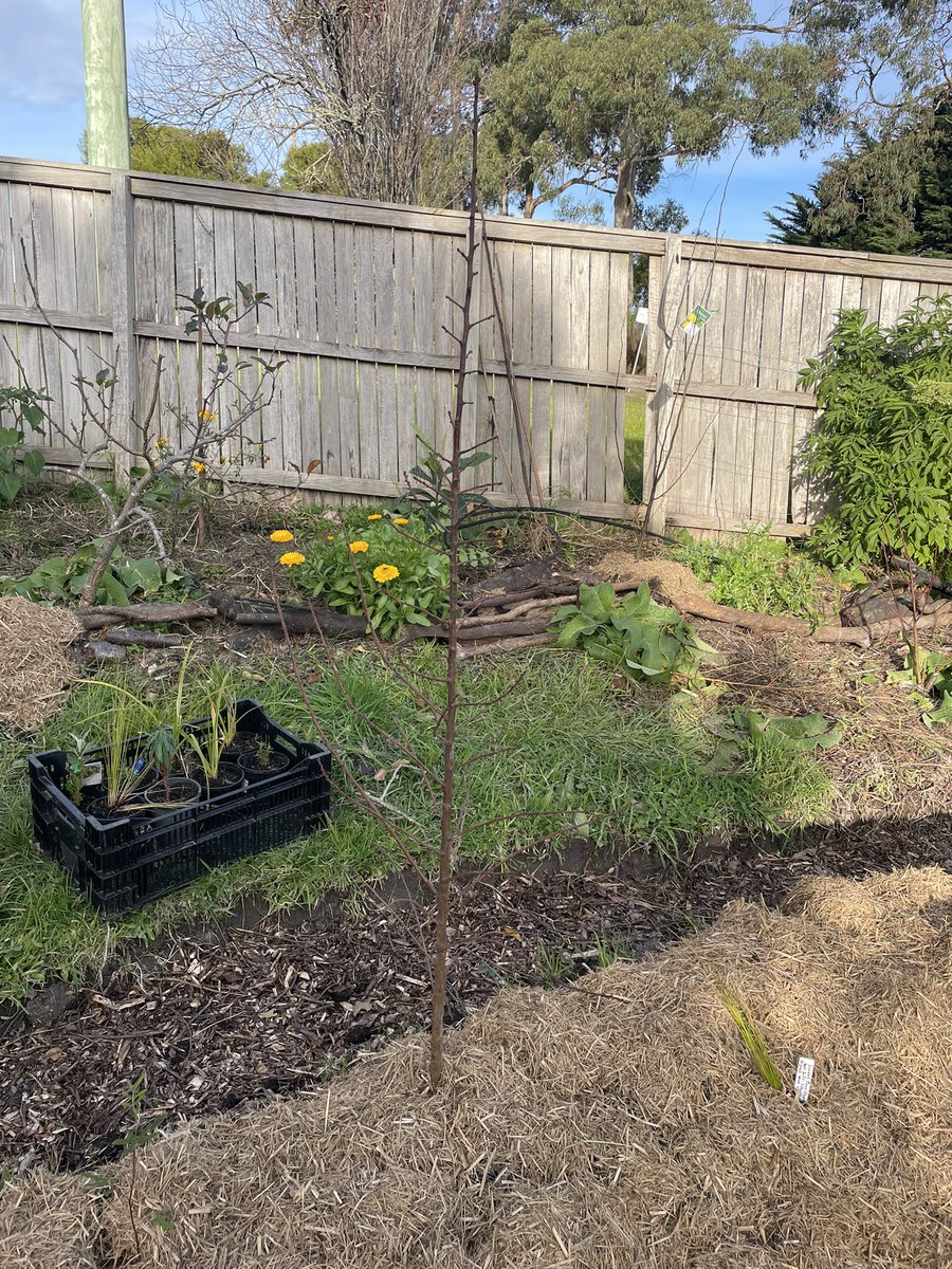 doherty_pw's tweet image. It has been winter for two and a half years. Like this young almond tree life has slowed and the potential for growth lies dormant. But spring will come if everyone who has a voice speaks their truth. #growingfoodisarevolutionaryact #questionthenarrative