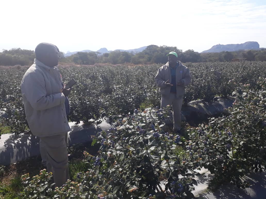 No matter how sophisticated your enterprise is, ZFC Limited has the right crop nutrition and crop protection solutions for you! Blueberries somewhere in Mashonaland Central.