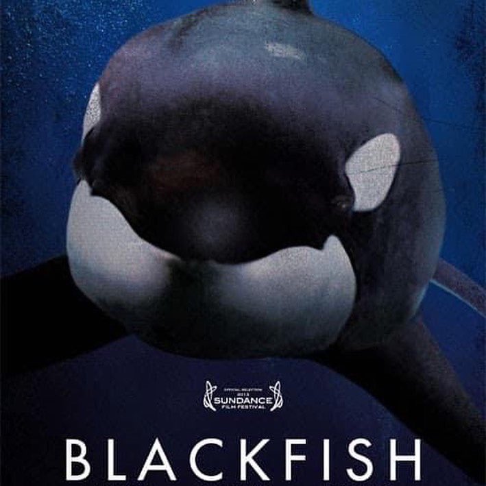 #WorldOrcaDay
不殺人的殺人鯨 aka 虎鯨

香港水域沒有虎鯨出現記錄，但有兩條曾經在此生活，圈養中度過一生。海威來自冰島，在海洋公園生活了17年，終年22歲，皇子則從日本的水族館引入，在香港只生存2年，終年7歲。野外虎鯨可存活60至80年。#EmptyTheTanks

📸1 Dr. Samuel Hung
📸3 <a href="/blackfishmovie/">Blackfish</a>