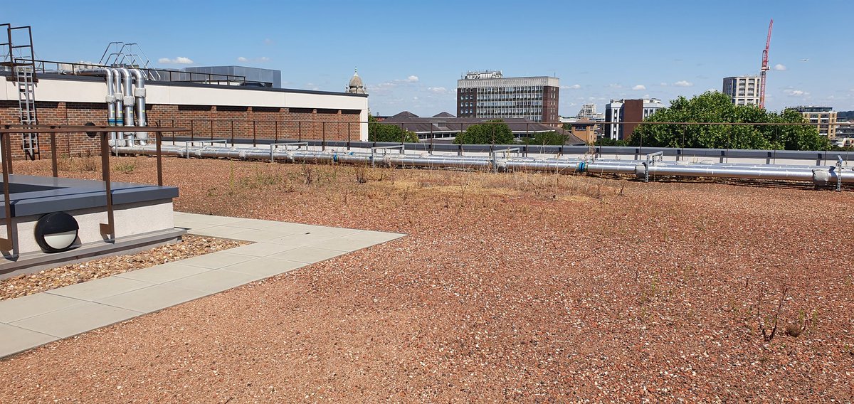 2/2Plants setting seed nicely on the brown roof... which is looking a little more brown at the mo :)
Don't worry- this is as designed, as by dealing with the harsher environment- it allows the specialist species to come through and keeps it the more bullish general ones :)