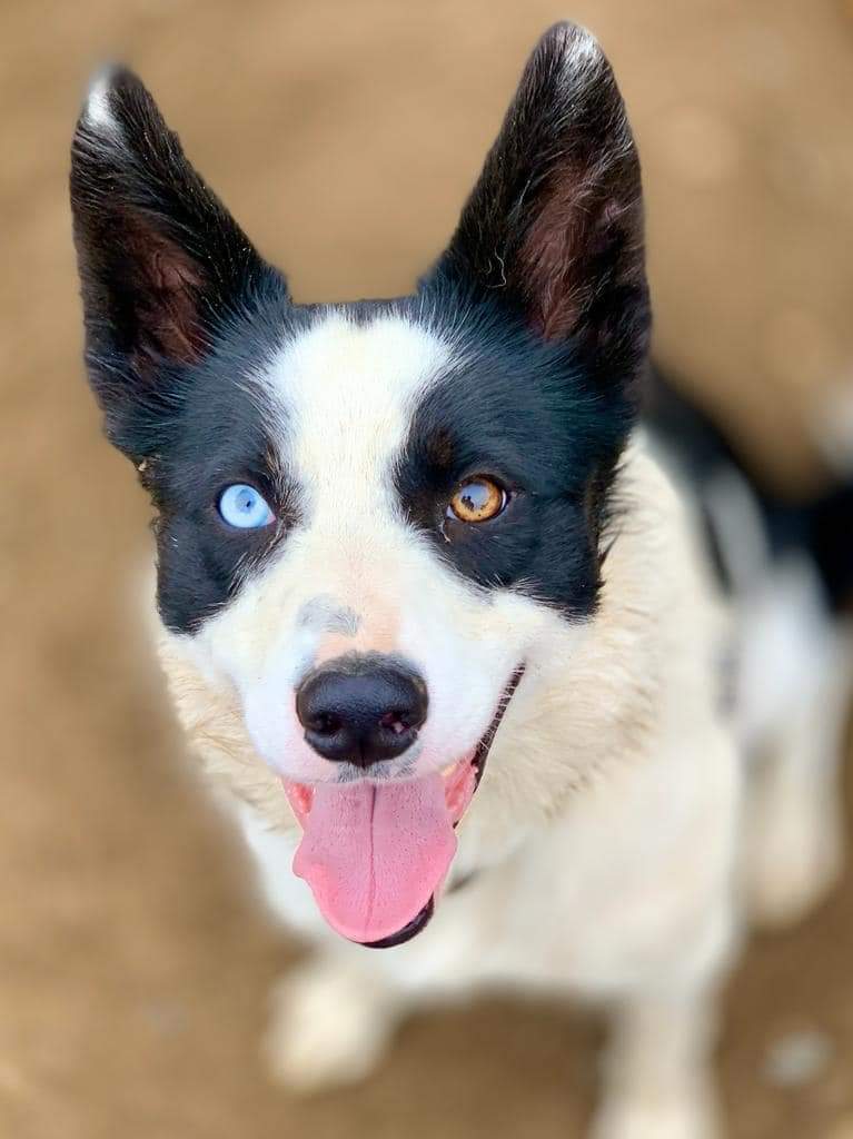 Diane Hart Collie Dog Rescue, Wales tweet media