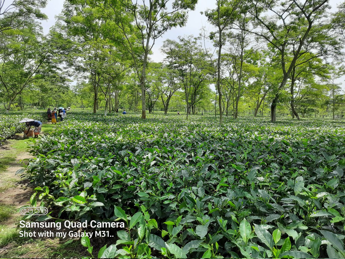Dr P Baruah FounderWorld TeaEnthusiastsAssam India tweet media