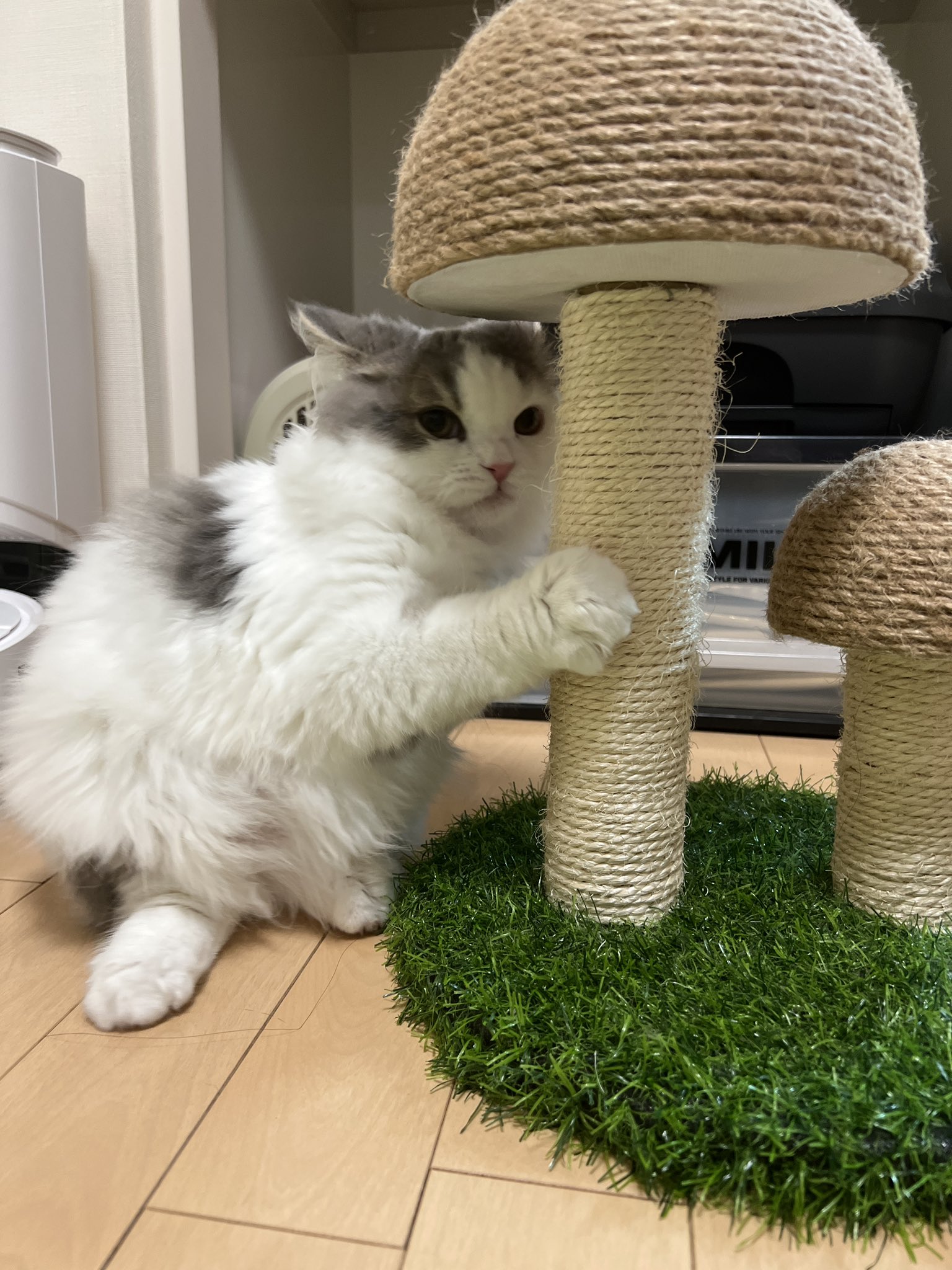 まつたけ (matsutake_cat) / Twitter