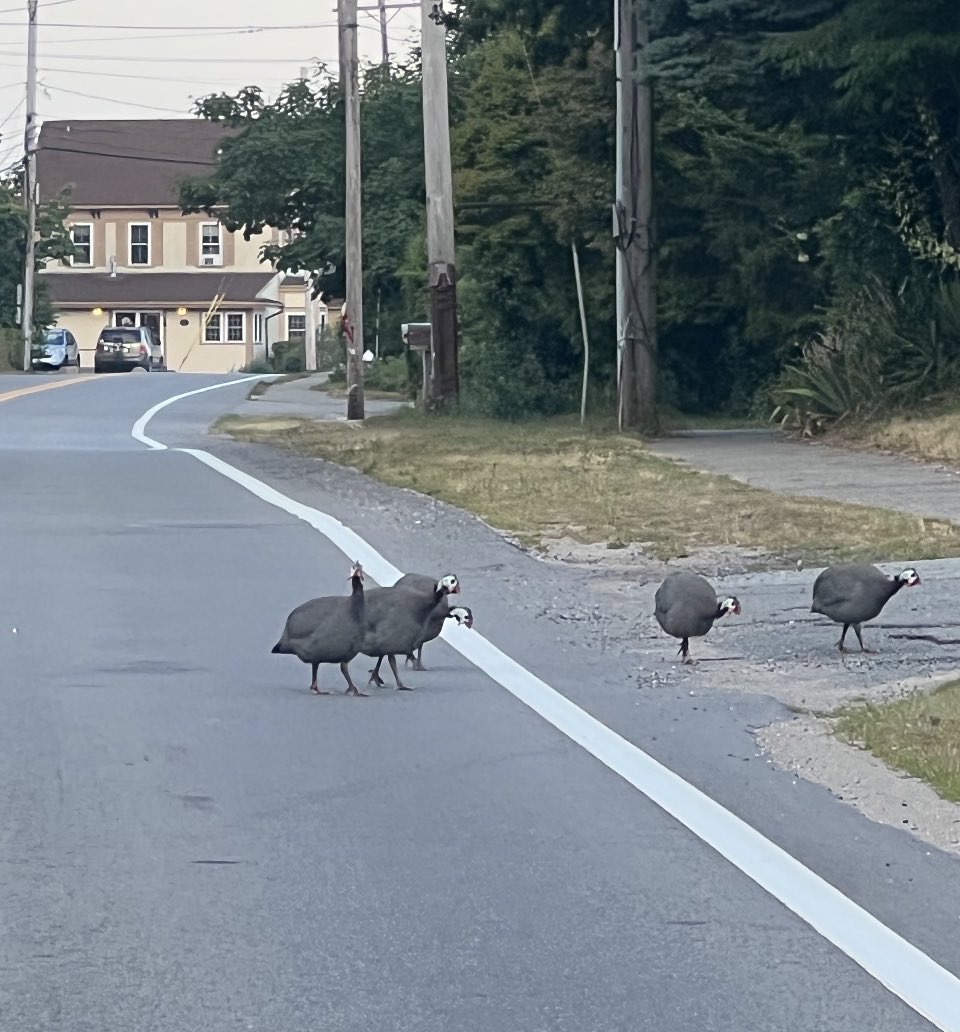 jmmh123's tweet image. My kind of Cape Cod traffic!! #TrafficJam #CapeCodTime #Vacation