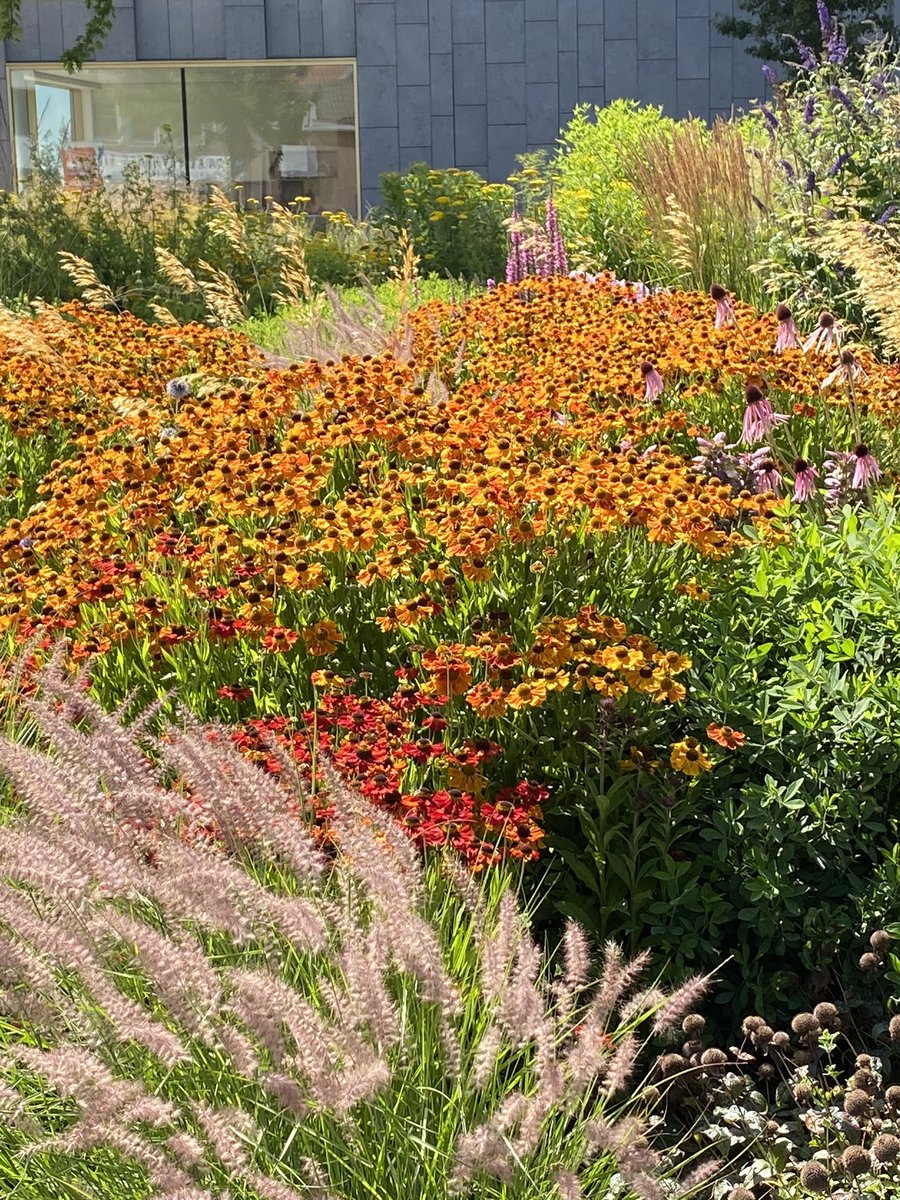 Vlindertuin #Tiel. Van een ontroerende schoonheid! Een unieke plek, midden in het centrum van onze stad. Met dank aan de vele vrijwilligers. @UitInTiel