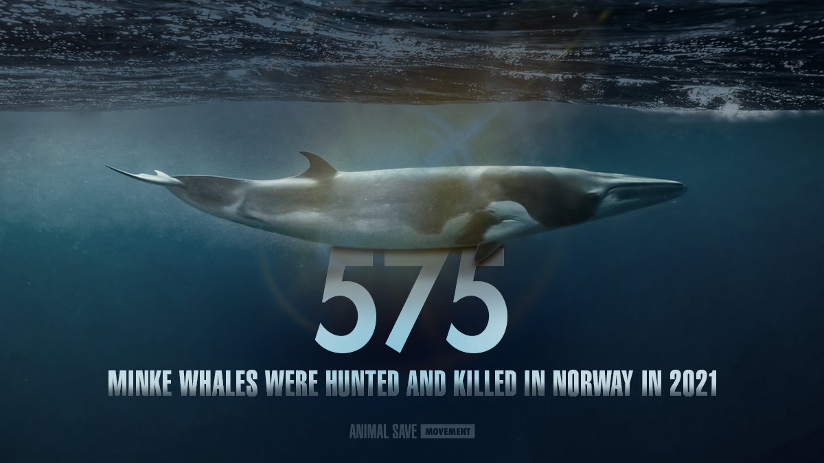 575 minke whales were hunted and killed in Norway in 2021.
This is unsustainable, unethical, and bad for tourism.
#StopWhaling
@NorwayMFA @Utenriksdept @AHuitfeldt @AnneBeathe_ @VidarHelgesen