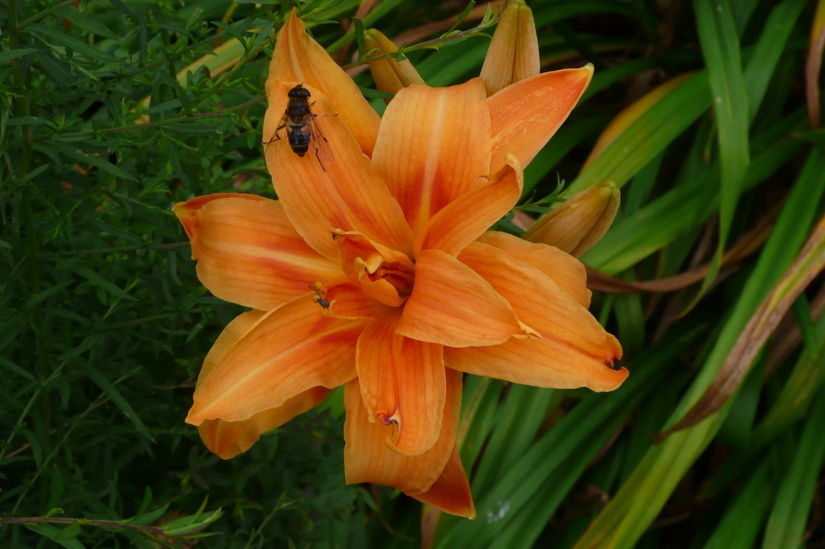 SLGardens's tweet photo. Hemerocallis fulva https://t.co/pZrMREPbmL. and friends, the double flowers seem to last longer than the single varieties
#DayLilies #OrangeFlowers #DoubleFlowers #BeePlants #OrganicGarden #OpenGarden #HeartofYorkshire https://t.co/FCZyeYkDo6